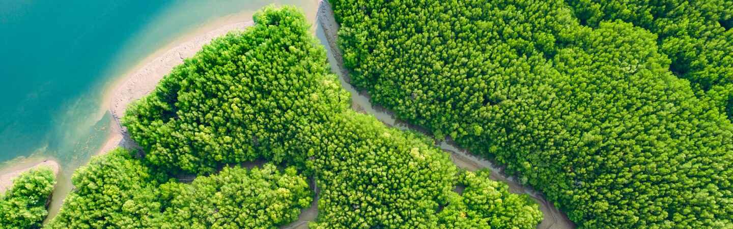 Plastic Waste and Mangrove